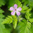 Washington State, Central Cascades. Close-up of wild geranium purple flower and green leaves Art Print